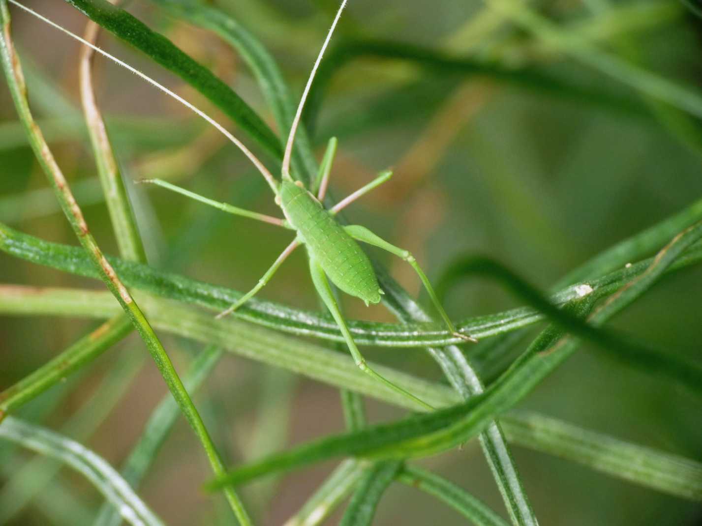 Neanide di Phaneropteridae: Acrometopa cf. italica